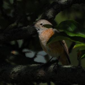 Common Redstart