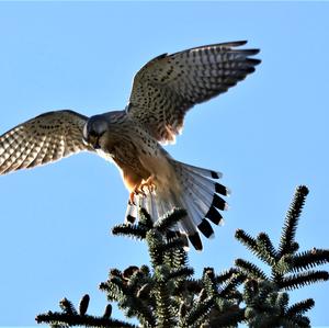 Common Kestrel