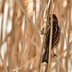 Reed Bunting