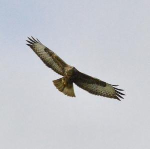 Common Buzzard