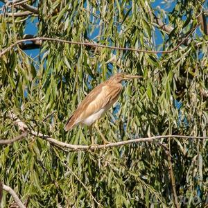 Squacco Heron