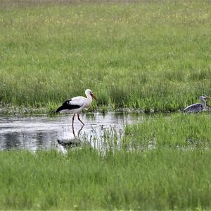 White Stork