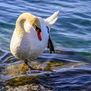 Mute Swan