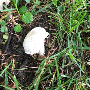 Meadow Agaric