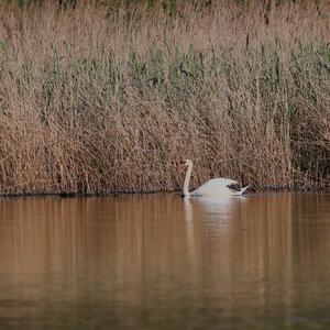 Höckerschwan