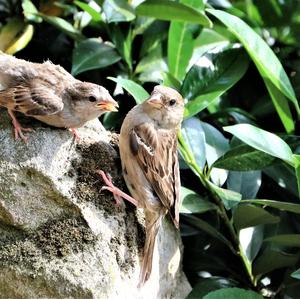 House Sparrow