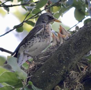 Fieldfare