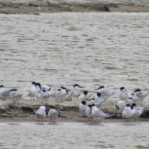 Sandwich Tern