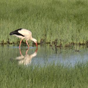 White Stork