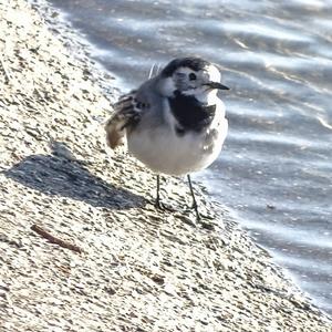 White Wagtail