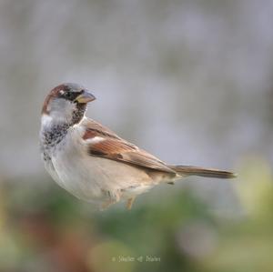 House Sparrow