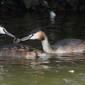 Great Crested Grebe