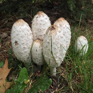 Shaggy Mane