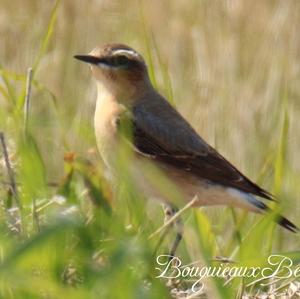 Northern Wheatear