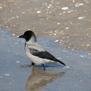 Hooded Crow