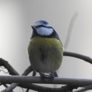 Blue Tit