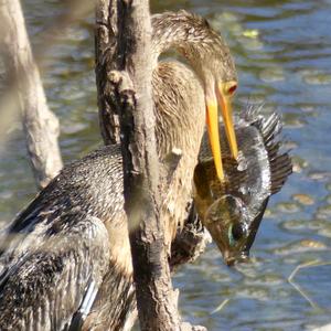 Anhinga