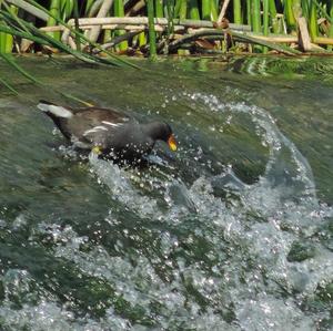 Common Moorhen