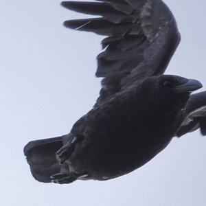 Carrion Crow