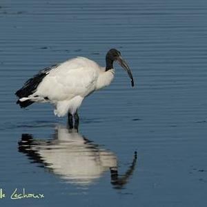 African Sacred Ibis