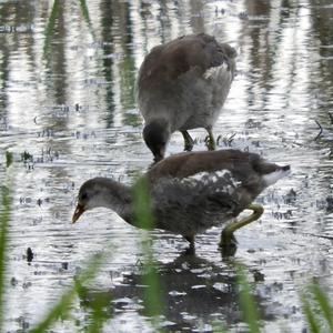 Common Moorhen