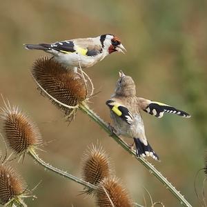 European Goldfinch