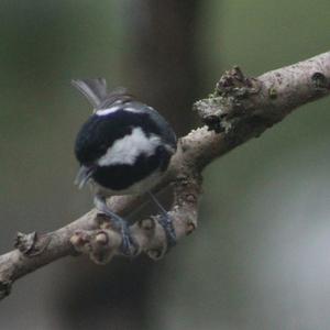 Coal Tit