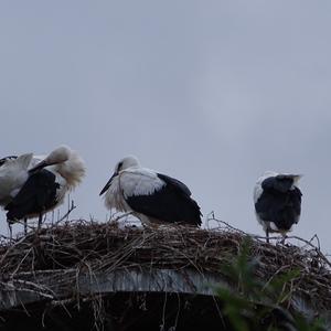 White Stork