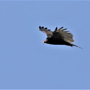 Turkey Vulture