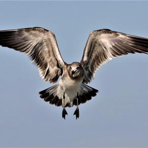 Herring Gull