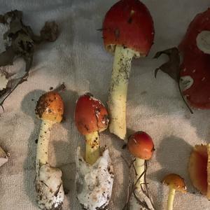 Unknown Species