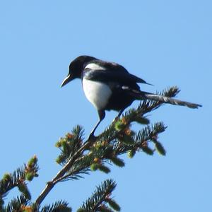 Black-billed Magpie