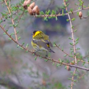 Cape May Warbler