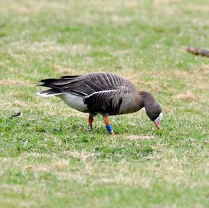 Lesser White-fronted Goose