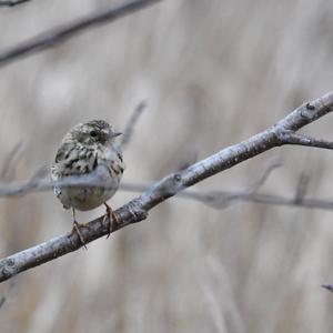 Meadow Pipit