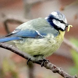 Blue Tit