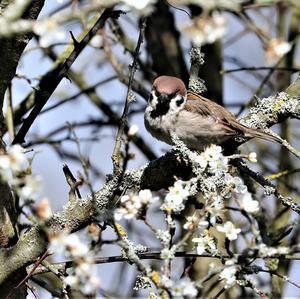 Field Sparrow