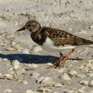 Ruddy Turnstone