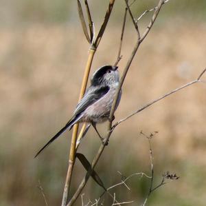 Long-tailed Tit