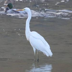 Great Egret