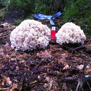 Eastern Cauliflower Mushroom