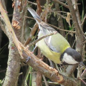 Great Tit