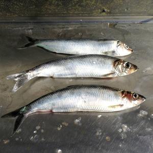 Atlantic herring