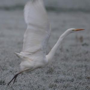 Great Egret