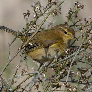 Common Chiffchaff