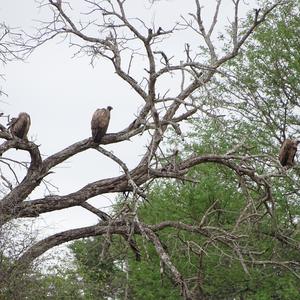 Cape Vulture