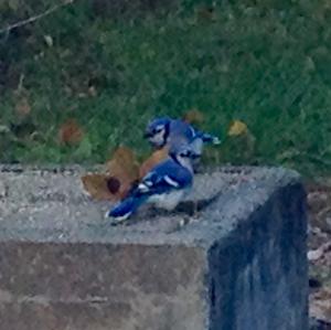 Blue Jay