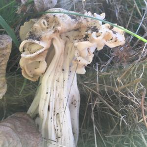 Fluted White Helvella