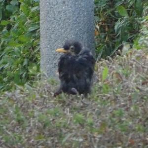 Eurasian Blackbird