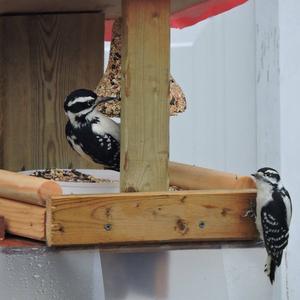 Downy Woodpecker